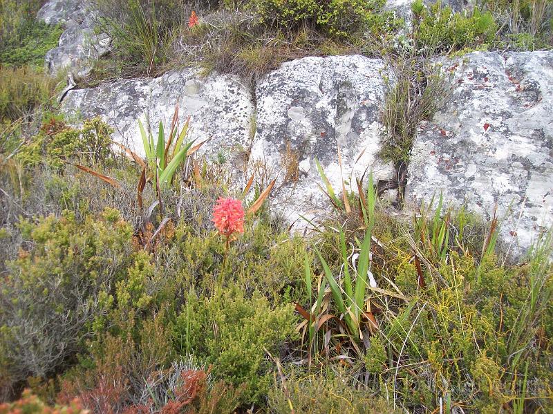 Africa_20100422_119_Cape_Town_Table_Mountain.jpg