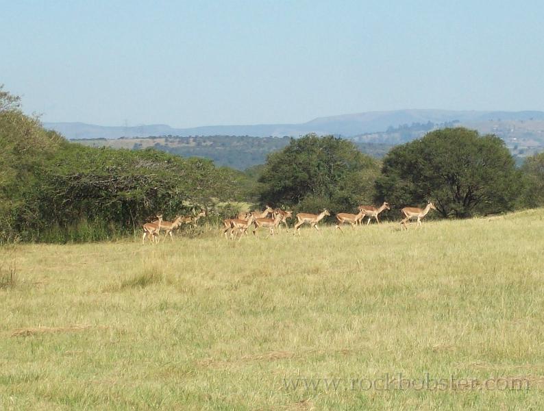 Africa_20100412_07_Springbok.jpg