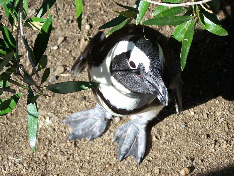 Africa_20100423_082_Simons_Town_Penguins.jpg