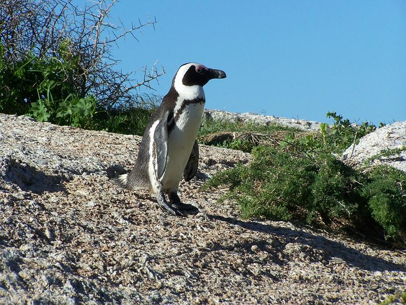 Africa_20100423_100_Simons_Town_Penguins.jpg