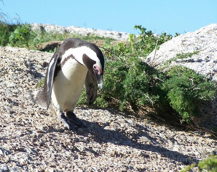 Africa_20100423_101_Simons_Town_Penguins.jpg