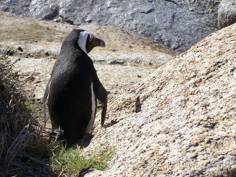 Africa_20100423_103_Simons_Town_Penguins.jpg