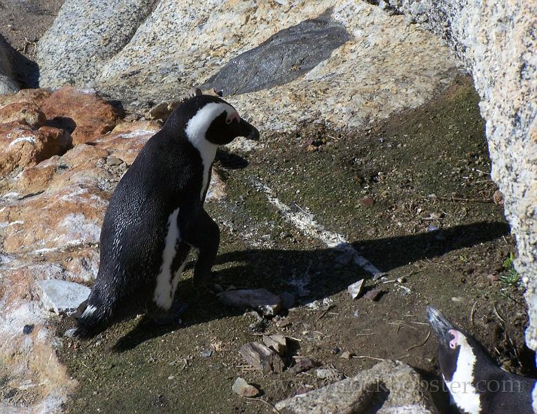 Africa_20100423_104_Simons_Town_Penguins.jpg