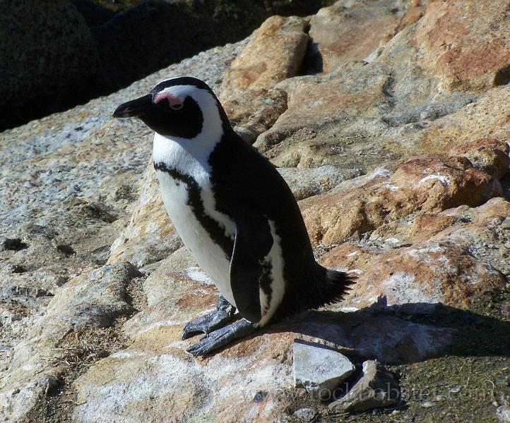 Africa_20100423_110_Simons_Town_Penguins.jpg