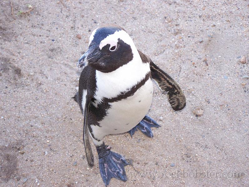 Africa_20100423_116_Simons_Town_Penguins.jpg