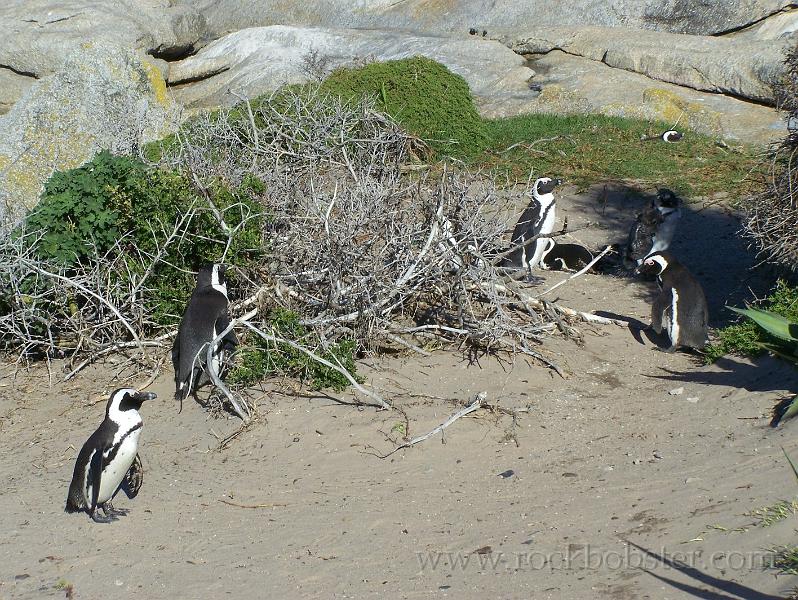 Africa_20100423_121_Simons_Town_Penguins.jpg