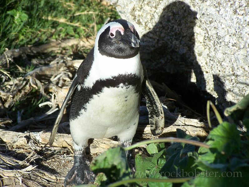 Africa_20100423_135_Simons_Town_Penguins.jpg