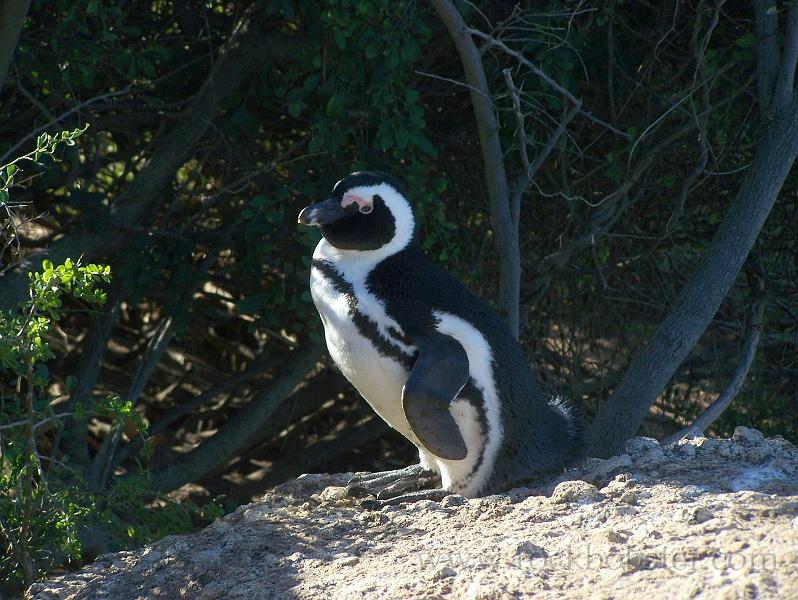 Africa_20100423_145_Simons_Town_Penguins.jpg