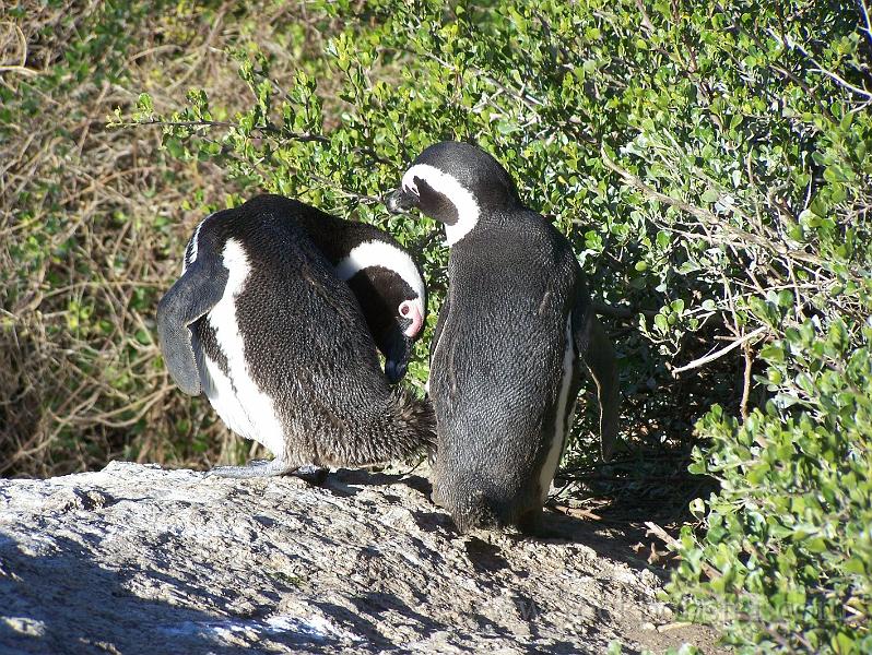 Africa_20100423_146_Simons_Town_Penguins.jpg