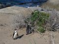 Africa_20100423_120_Simons_Town_Penguins