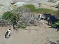 Africa_20100423_121_Simons_Town_Penguins