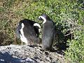 Africa_20100423_146_Simons_Town_Penguins