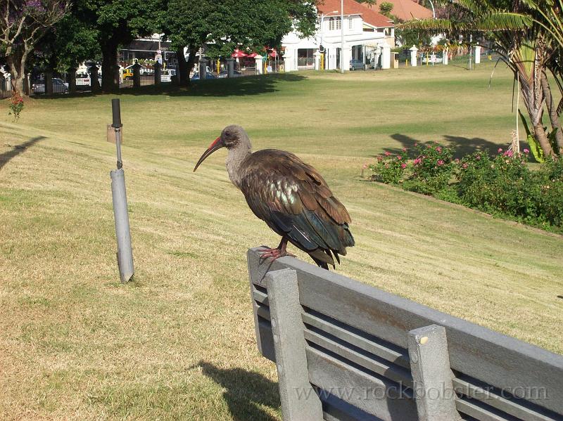 Africa_20100407_18_Durban_Jameson_Park.jpg