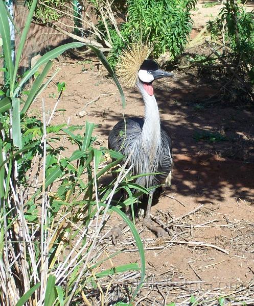 Africa_20100411_43_Durban_Mitchell_Park.jpg