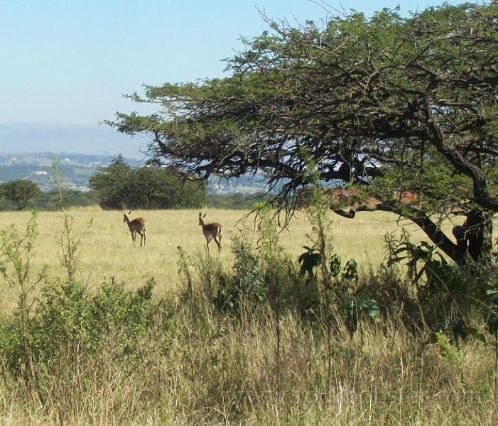 Africa_20100412_03_Springbok.jpg