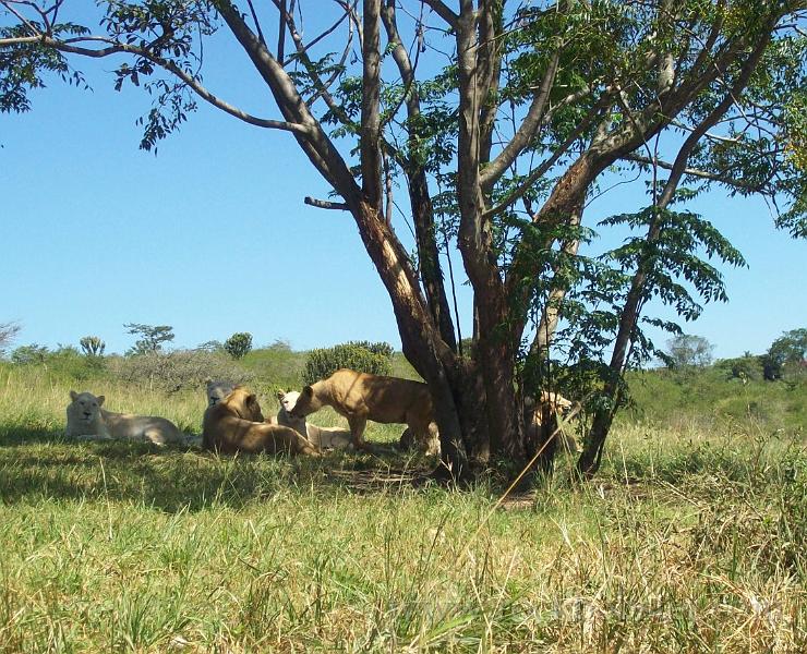 Africa_20100412_21_Lion_Park.jpg