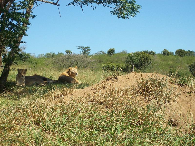 Africa_20100412_23_Lion_Park.jpg