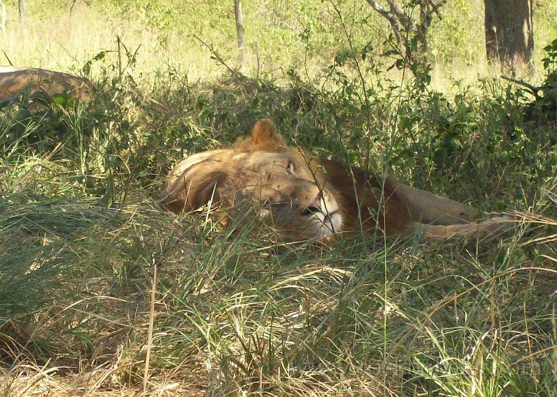 Africa_20100412_43_Lion_Park.jpg