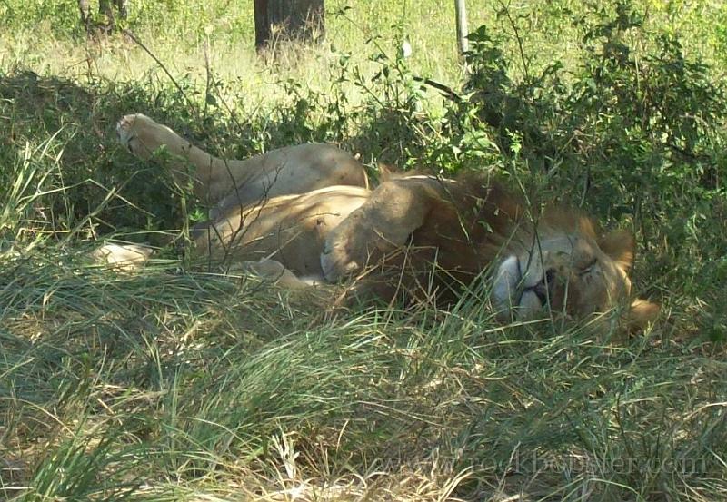 Africa_20100412_51_Lion_Park.jpg