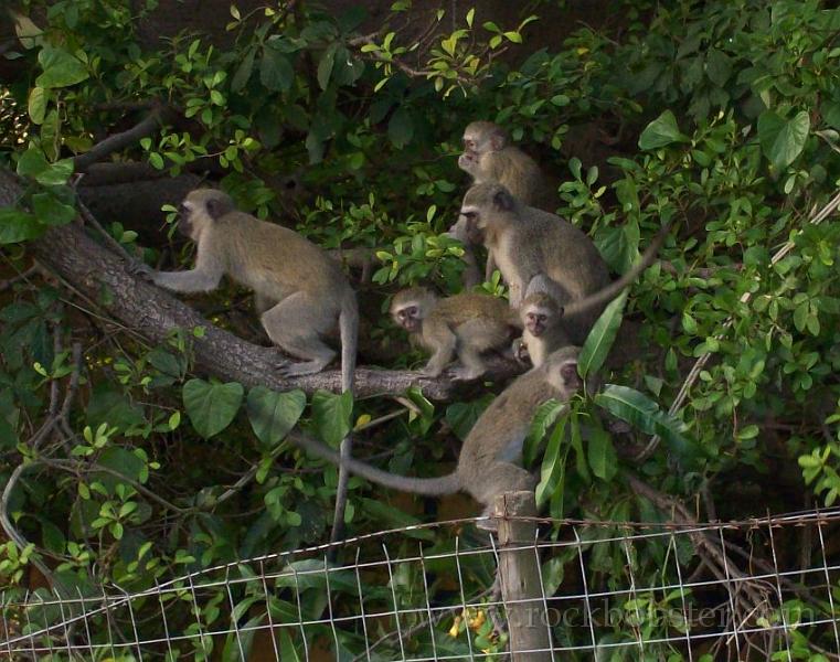 Africa_20100419_12_Durban_monkeys.jpg