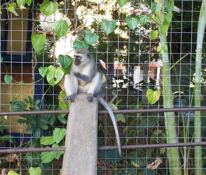 Africa_20100419_19_Durban_monkeys.jpg