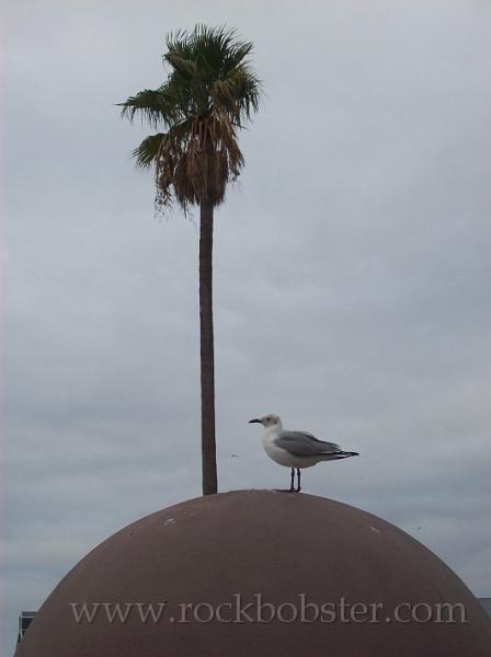 Africa_20100421_13_Cape_Town.jpg