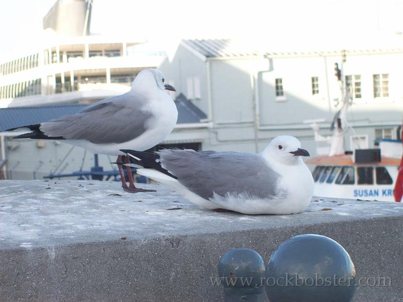 Africa_20100422_265_Cape_Town.jpg