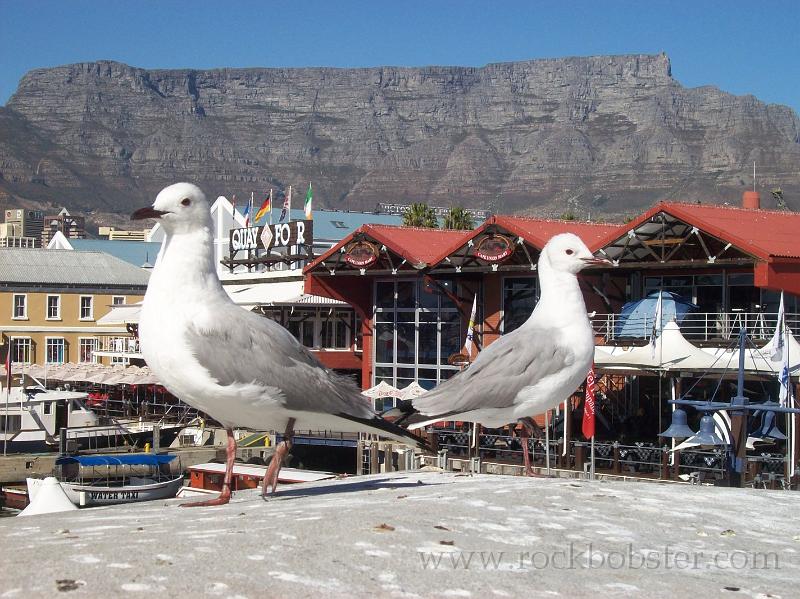 Africa_20100423_023_Cape_Town.jpg